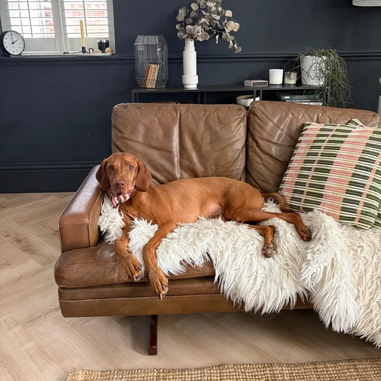 hond op bank